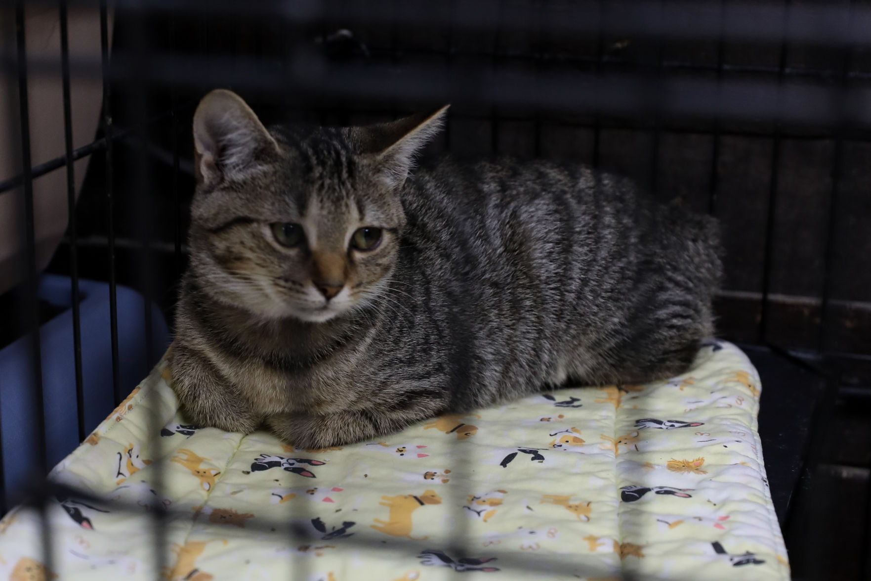 Lee County Humane Society pets for adoption